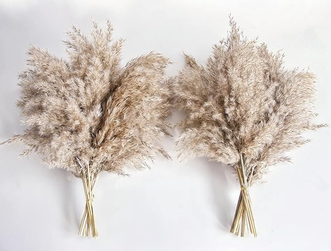 Two bundles of fluffy beige pampas grass laid flat against a white background.